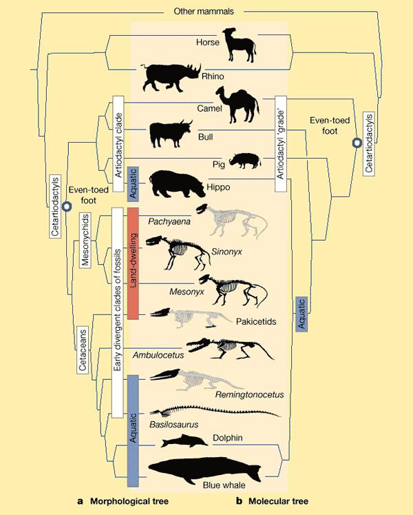 Different interpretations of cetacean evolutionary history 4/19/10 Aim: What is Evolution by Natural Selection Do Now: How do we know all life on earth is related? Homework Read pp. 375 379 p.