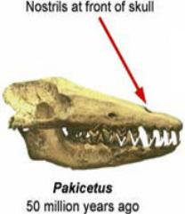section through a sub adult thigh bone of the duckbill dinosaur