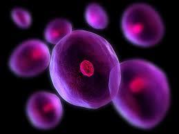 2 Only cells can produce new living cells.