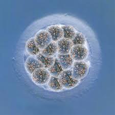 4 A. Cells are the basic unit of life. B.