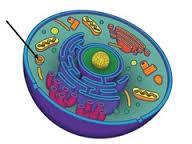 21 Identify the organelle that serves as