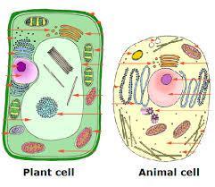 27 Why do plant cells have larger vacuoles than animal cells?