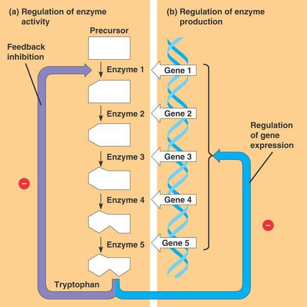 Regulation of Gene Expression Prokaryotic Gene Regulation A typical scenario: An individual bacteria can respond