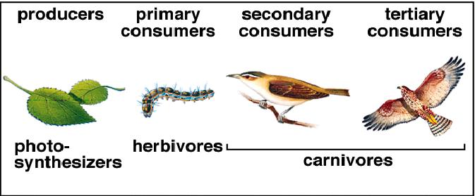 Food Chain Describes one feeding relationship