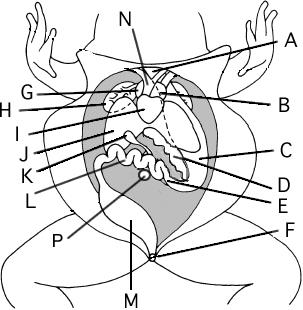 Label Diagram A. Internal Organs B.