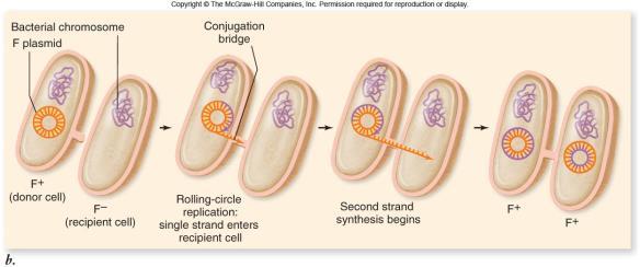 Plasmids can replicate independently or integrate into the main DNA Reproduction in Bacteria Most bacteria