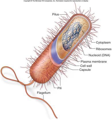 bursting in a hypotonic environment Eukaryote cell walls are made of cellulose or chitin Bacterial cell walls contain peptidoglycan, a