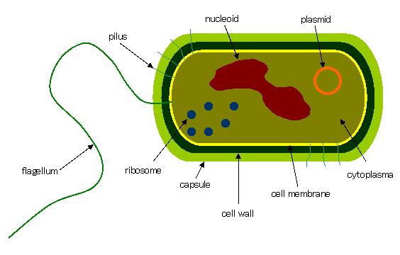 Cell Wall Bacterial Structure Prevents cell from