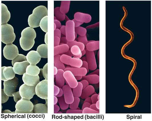 Bacterial Shapes A. Typical 1. Coccus/Cocci = spherical or round 2.