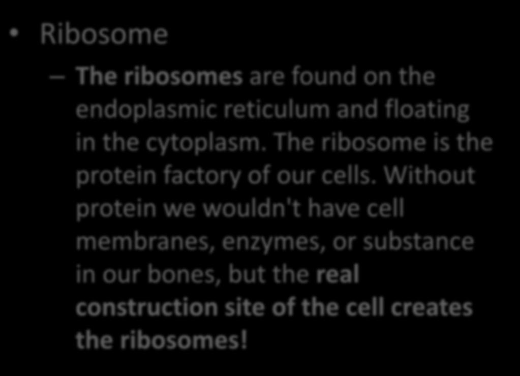 and floating in the cytoplasm.