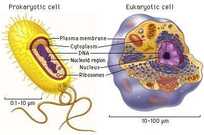 Two Major Cell Types Prokaryotic cells (Streptococcus, E.coli, etc.