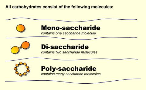 Disaccharides and Polysaccharides 4. Disaccharides- two sugars glucose + fructose = sucrose 5. Polysaccharides -a. macromolecule made of many sugars. -b.