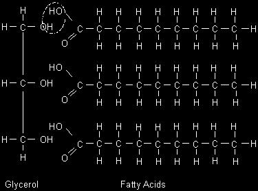 Lipids are made by combining two 1. glycerol A three carbon alcohol 2. 3 fatty acids types of molecules Long hydrocarbon chains.