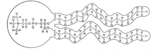 Lipids: Structure Lipids are made up