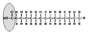 Polymer (chain of units): lipids