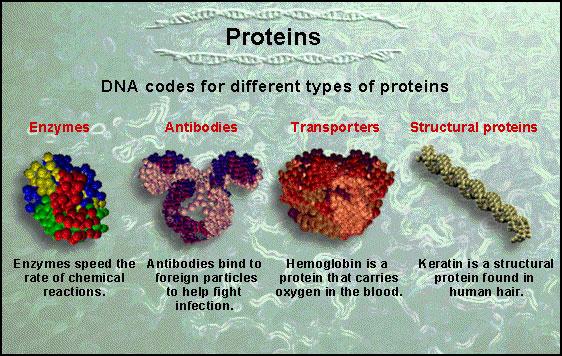 Proteins Made of chains of amino acids There are 20 known amino acids These 20 amino acids are