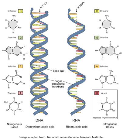 DNA and RNA http://images2.clinicaltools.