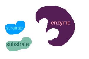 Enzymes are Biological Catalysts http://www.