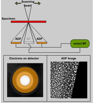 Using the STEM detector to form BF and DF image STEM image formation: A Bright Field (BF) detector is placed in a