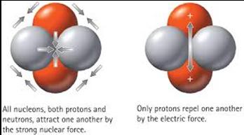 Nuclear Forces The stability of a nucleus depends on the