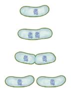 Take a Look 6. Label Write the labels genetic information exchanged and identical cells formed next to the appropriate reproduction diagram in the figure. How do prokaryotes reproduce by conjugation?