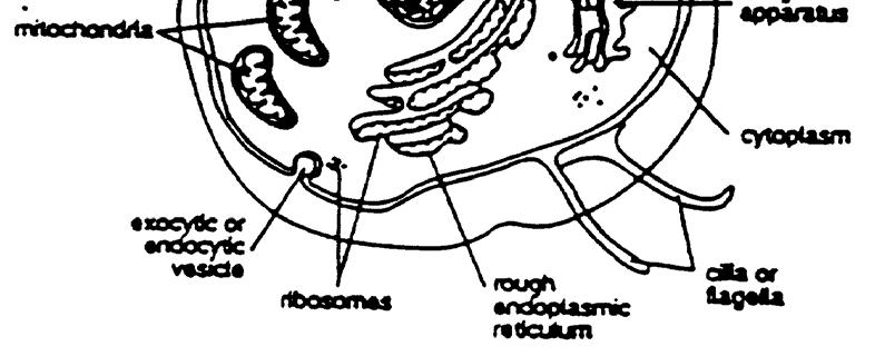 rough endoplasmic reticulum cilia or flagella Skill 1.2 Comparing the characteristics of prokaryotic and eukaryotic cells See Skill 1.1 Skill 1.3 Analyzing the interactions among cell organelles (e.g., phagocytosis) The transport of large molecules depends on the fluidity of the membrane, which is controlled by cholesterol in the membrane.