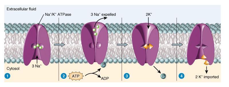 Na+/K+ Pump & ATP As Its Energy Source 1. Na+ binding 2.