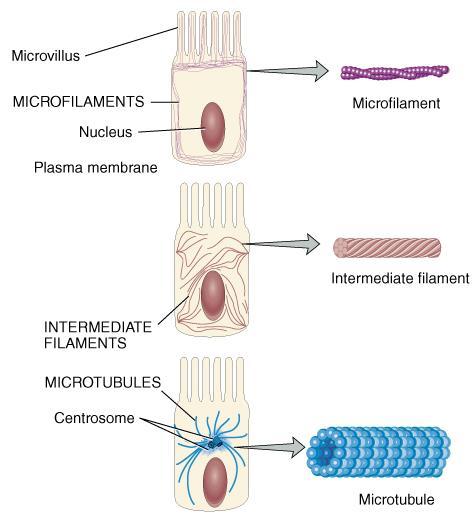 Continually reorganized 23 The Cytoskeletonal Filaments Microfilaments thinnest filaments (actin) locomotion & division