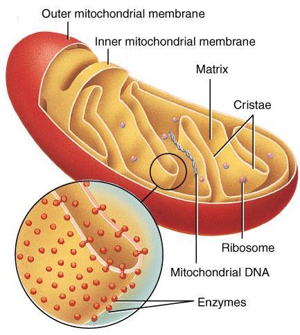 Mitochondria Double membrane organelle central cavity filled with matrix inner membrane folds known as crista large surface area for chemical reactions