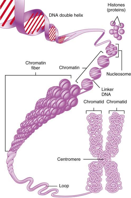 Organization of DNA in Chromosomes 31 Protein Synthesis Instructions for making specific proteins is found in the DNA (your