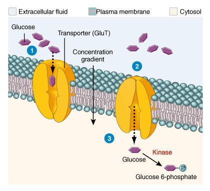 15 Facilitated Diffusion of Glucose Glucose binds to transport protein Transport protein changes shape Glucose moves across cell membrane (but only down the concentration