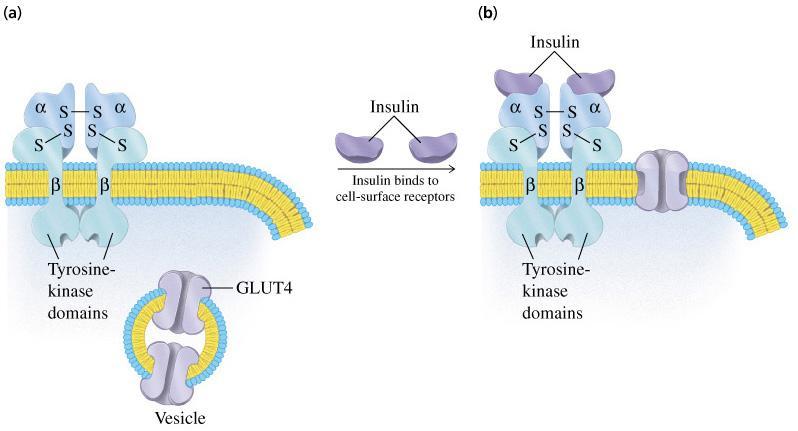 Glut 4 Transporter The receptor for the hormone insulin is a complex protein that acts as a catalyst, causing fusion of Glut 4 transporter vesicles