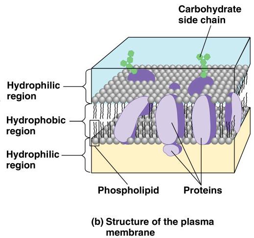 B. Internal membranes of eukaryotes Partitioning the cell into compartments - Sites of
