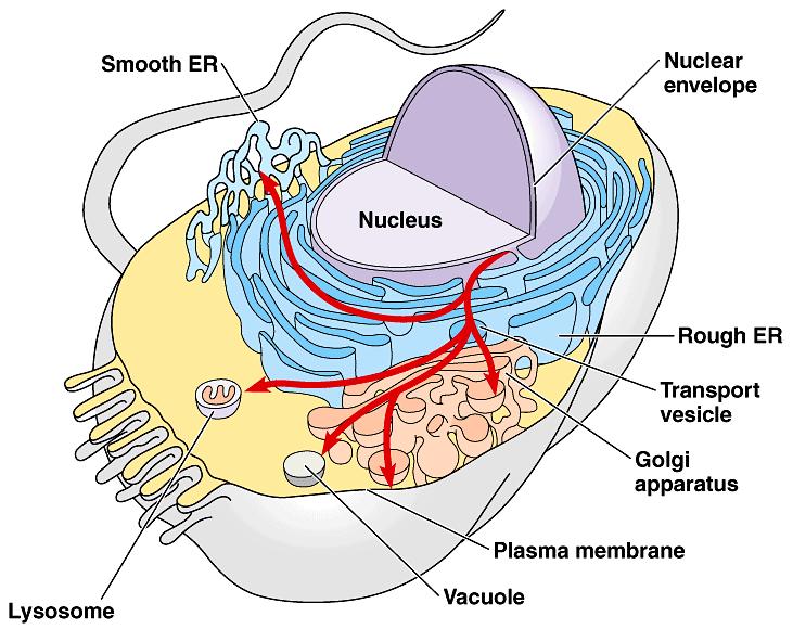 The Endomembrane System Sub-cellular components Nuclear envelope Endoplasmic reticulum Golgi apparatus Vesicles Lysosomes Vacuoles Plasma membrane Function