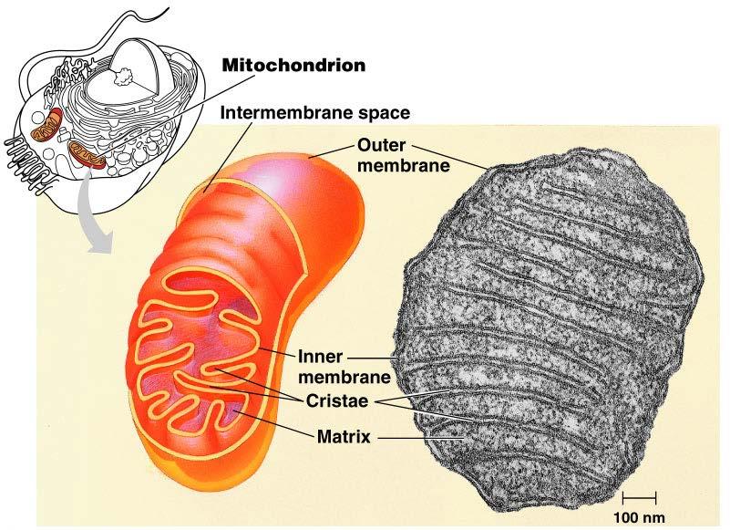 Mitochondria Video (4) Matrix-contains DNA and ribosomes
