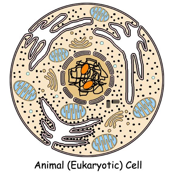 Which is a Prokaryotic & a Eukaryotic Cell? Organelles Little organs of the cell Present in BOTH plants and animals Carry out cellular functions!