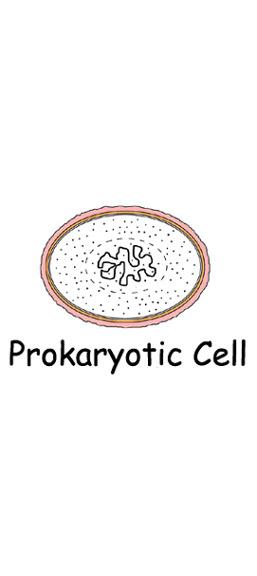 Endoplasmic Reticulum Vacuole Lysosome Centrioles (ANIMAL ONLY) Plant Cells have all of the above &: Cell Wall Chloroplast Prokaryotic or Eukaryotic What