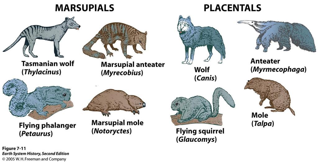 Convergence Although marsupials and placentals mammals have a common ancestor, there has been no genetic