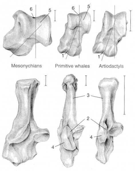 Whale B A C ankle bones A = newly discovered bone B = ankle of extinct,
