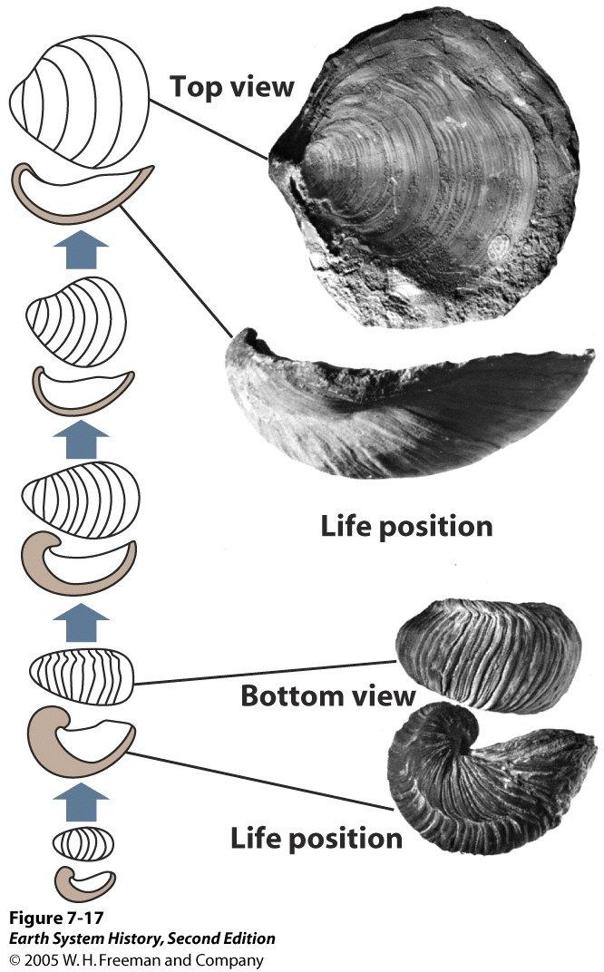 Phyletic transition Gradual evolution of the Jurassic oyster, Gryphaea.