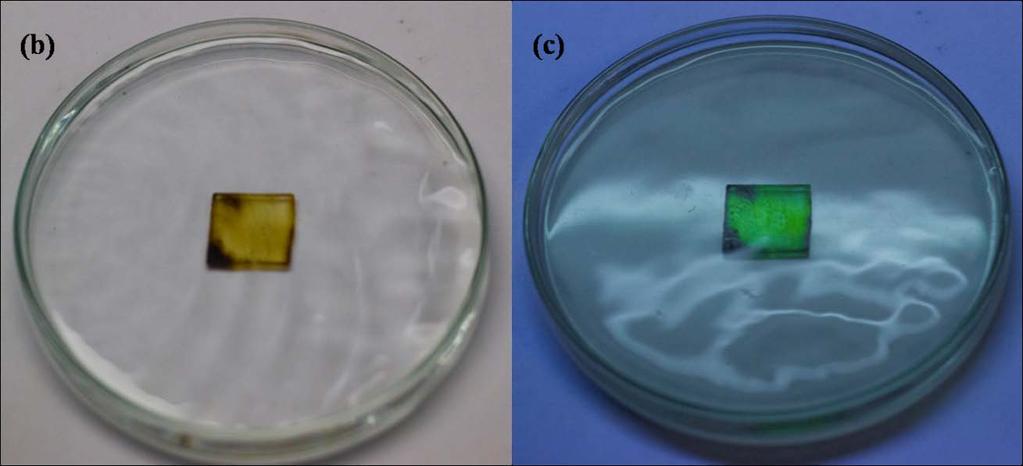 slide in normal light when kept in a Petri plate containing water exhibiting yellowish color; (c) HCDs treated glass slide in UV light when kept in a Petri plate containing water exhibiting green