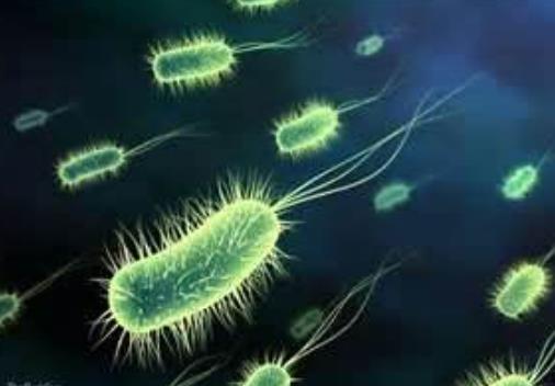Archaebacteria Domain - Archaea Kingdom - Archaebacteria * Prokaryotic cells * Cell walls do not contain peptidoglycan * Unicellular * Can be autotrophic