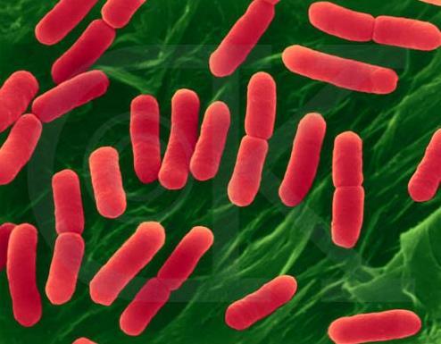 Bacteria Domain - Bacteria Kingdom -