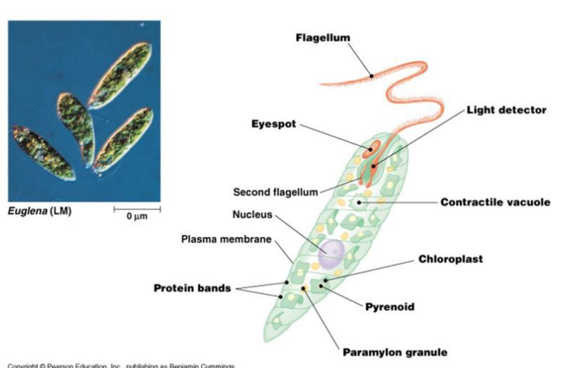 Plant Like Protists Plant like protists include the euglena, algae, and seaweed.