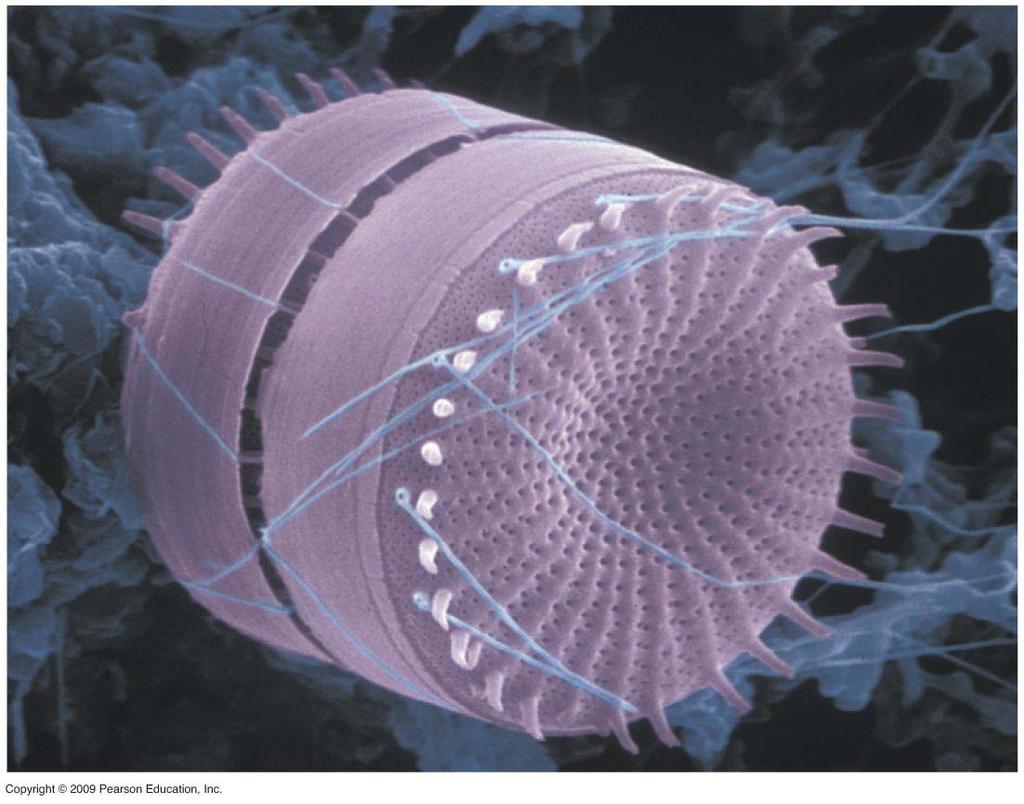 Diatoms are unicellular,