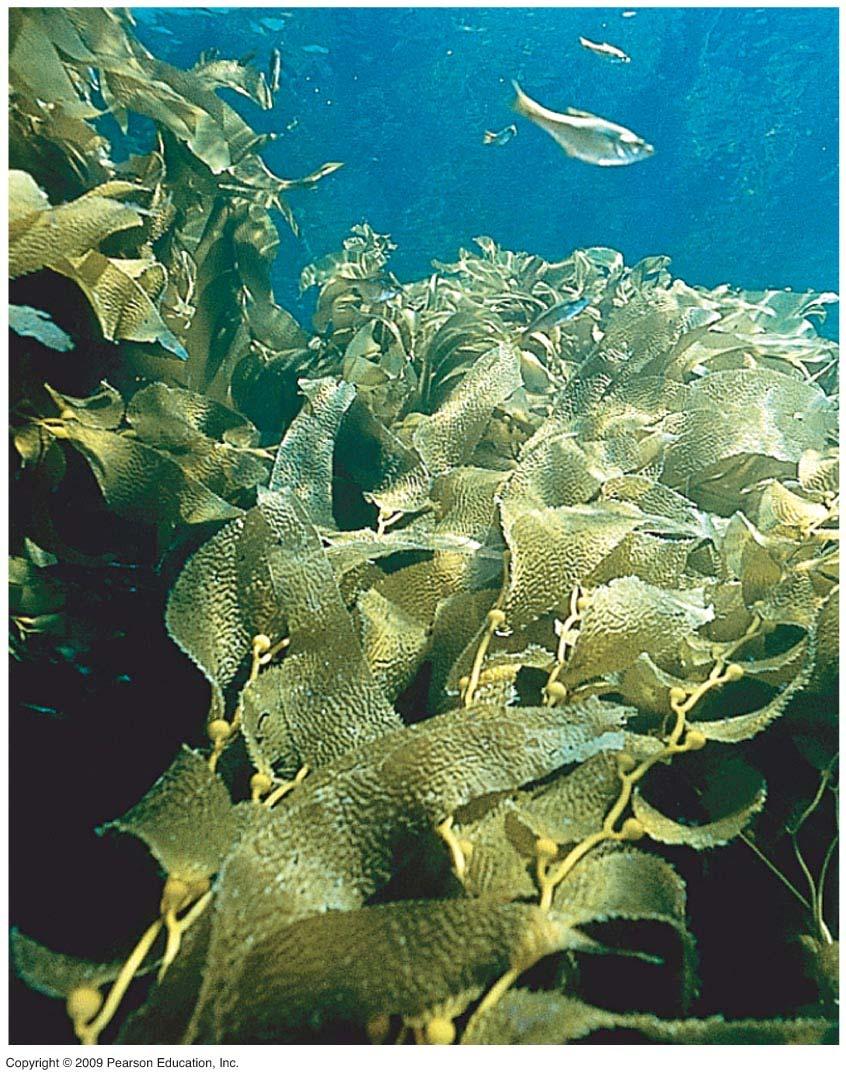 Brown algae are large, complex algae called