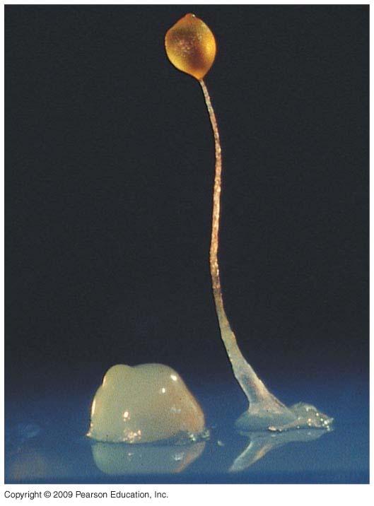 Amoebozoans have Pseudopodia Cellular slime molds live as solitary amoeboid cells When food is scarce, the