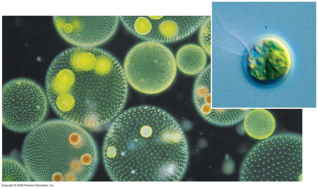 Volvox colonies Algae is the closest relative of land plants Chlamydomonas Green algae split into two