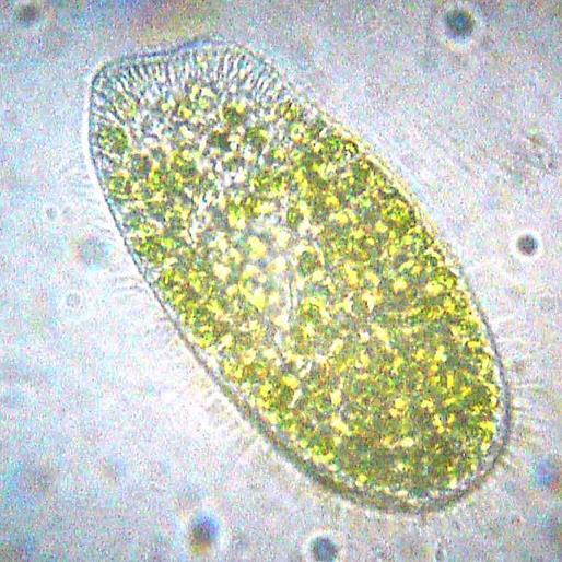 Kingdoms -Eukaryotic cells -Most protists are unicellular, some