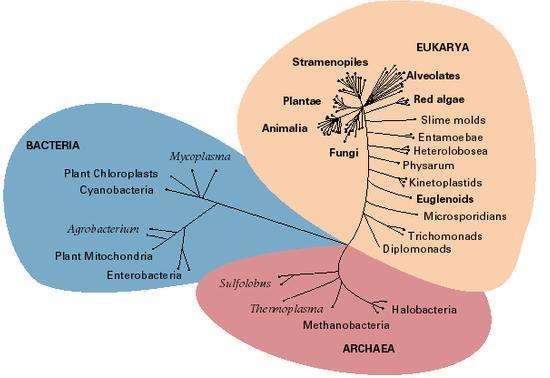 PHYLOGENETIC TREE Evolutionary systematics uses a phylogenetic tree to